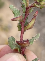 Camissoniopsis lewisii
