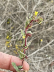 Camissoniopsis lewisii