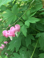 Lamprocapnos spectabilis