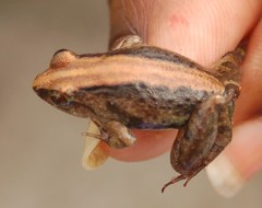Phrynobatrachus acridoides