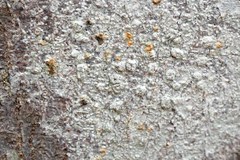 Pertusaria subpertusa