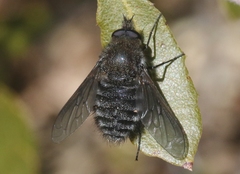 Conophorus obesulus