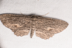 Aethaloida packardaria