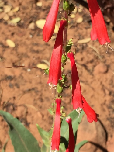 firecracker penstemon