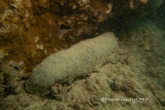Holothuria whitmaei