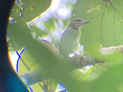 Psilopogon faiostrictus