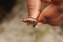 Phrynobatrachus acridoides