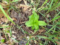 Saponaria officinalis