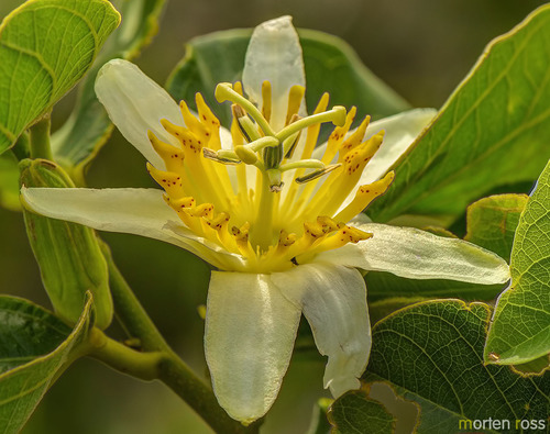 Passiflora mansoi