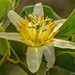 Passiflora mansoi - Photo (c) Morten Ross, some rights reserved (CC BY-NC), uploaded by Morten Ross
