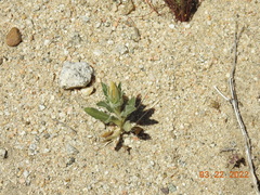 Mentzelia involucrata