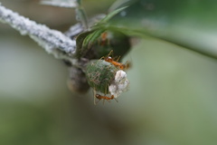 Anoplolepis gracilipes