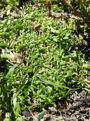 Callitriche marginata