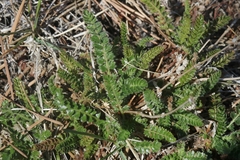 Horkelia clevelandii