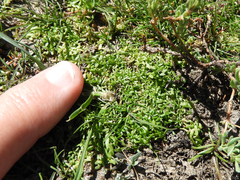 Callitriche marginata