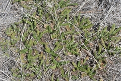 Horkelia clevelandii
