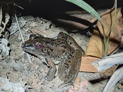 Lithobates forreri
