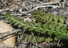 Horkelia clevelandii