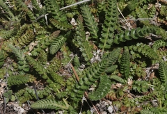 Horkelia clevelandii