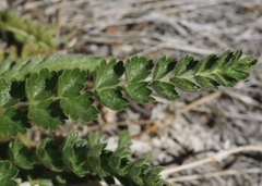 Horkelia clevelandii
