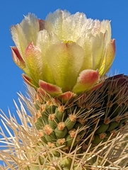 Cylindropuntia bigelovii