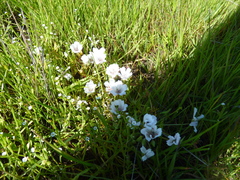 Limnanthes