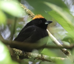 Tachyphonus delatrii