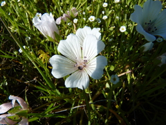 Limnanthes