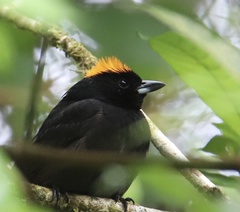 Tachyphonus delatrii