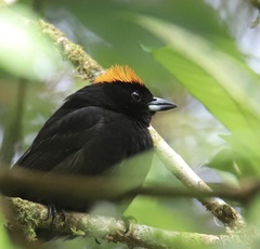 Tachyphonus delatrii