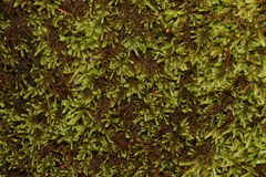 Pseudisothecium cristatum