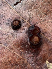 Polystepha symmetrica