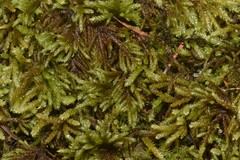 Pseudisothecium cristatum