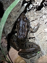Lithobates forreri