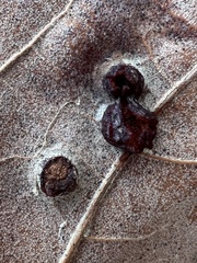 Polystepha symmetrica