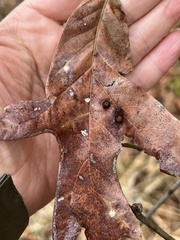 Polystepha symmetrica