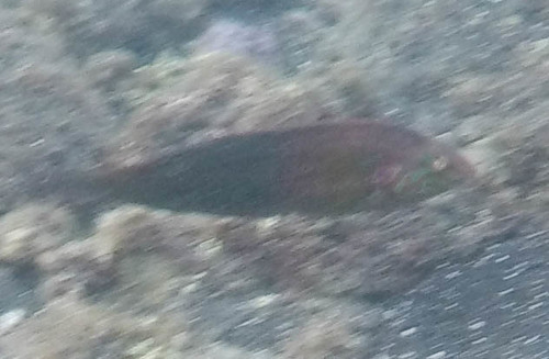 Coris venusta
