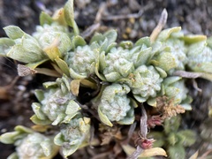 Psilocarphus tenellus