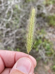 Hordeum intercedens