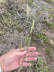 Hordeum intercedens