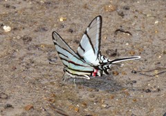 Protographium epidaus