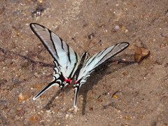 Protographium epidaus