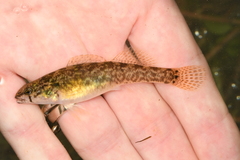 Etheostoma crossopterum