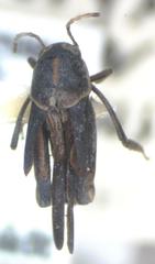 Ripipteryx mexicana