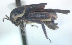 Ripipteryx mexicana