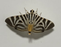 Spilomela