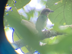 Psilopogon faiostrictus