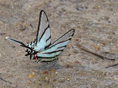 Protographium epidaus