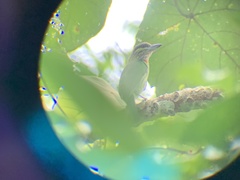 Psilopogon faiostrictus