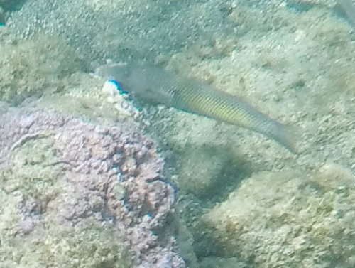 Cheilio inermis